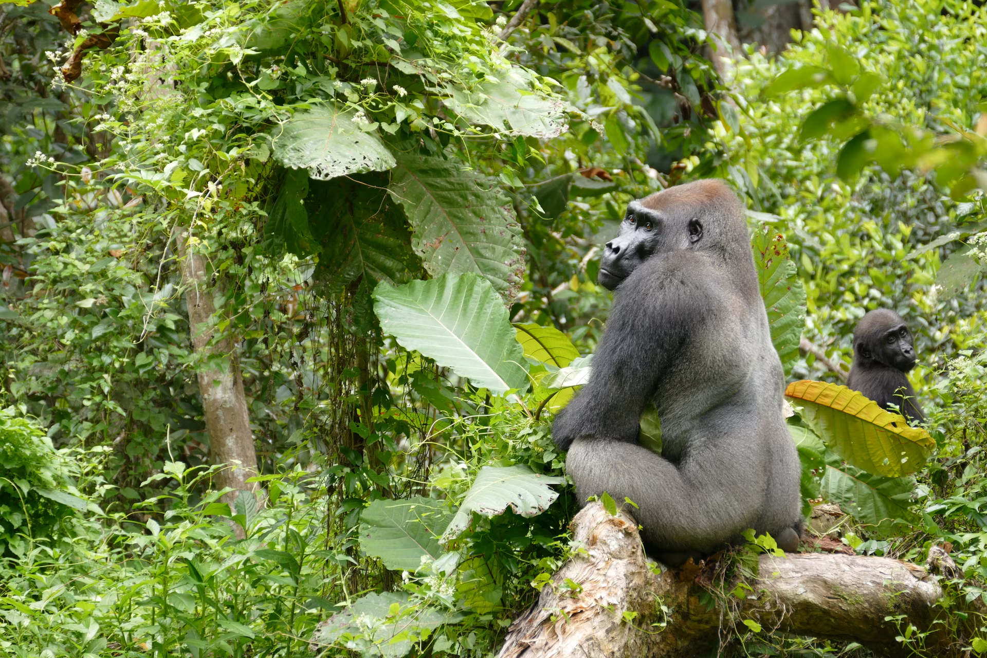 Loango, the kingdom of wild life