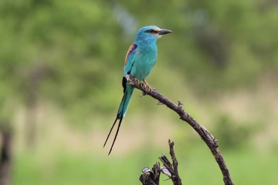 Ornithological and naturalist expedition